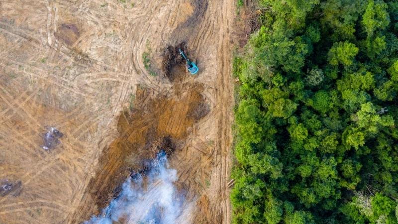 Three Steps To Prepare For The EU Deforestation Rules